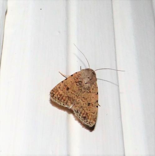 Réf. 314 921 : Caradrina clavipalpis